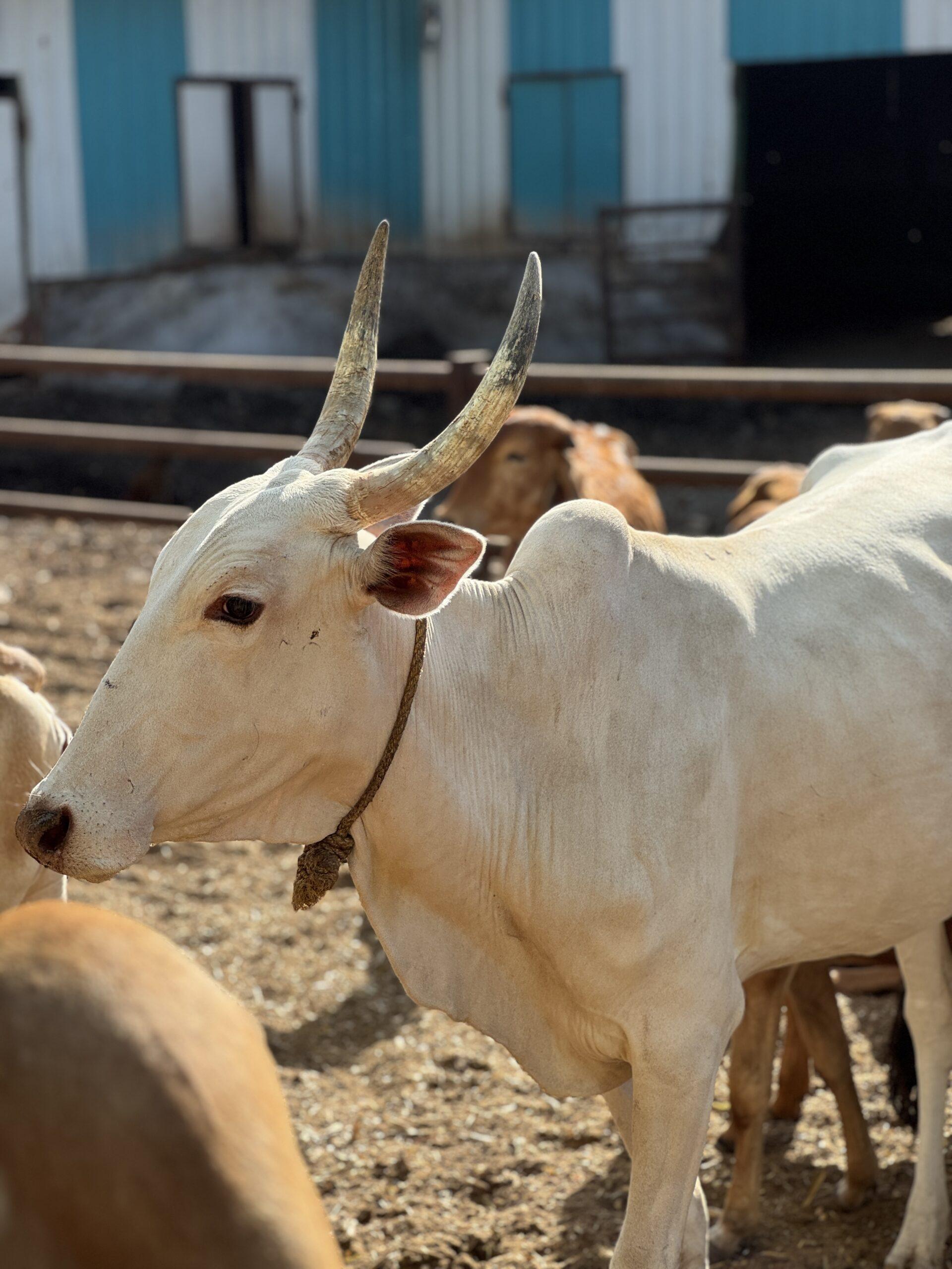 Gir cow